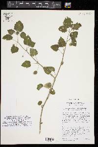 Physalis cinerascens image