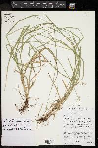 Carex tetrastachya image