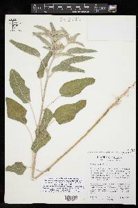 Croton capitatus image