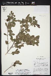 Diospyros texana image