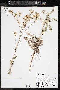 Hymenopappus scabiosaeus image