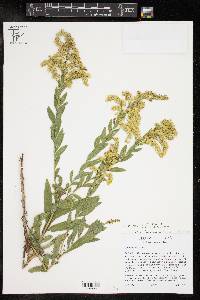 Solidago altissima var. altissima image