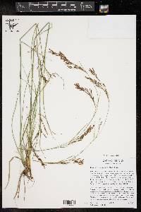Rhynchospora inexpansa image