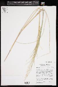 Diplachne fusca subsp. fascicularis image