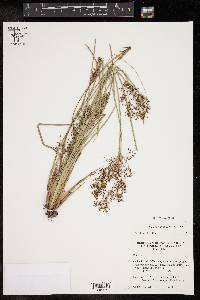 Fimbristylis littoralis image