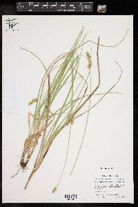 Carex muehlenbergii var. enervis image