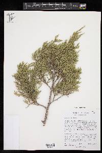 Juniperus ashei image