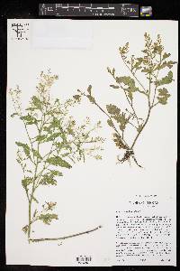 Rorippa sessiliflora image