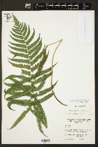 Thelypteris kunthii image