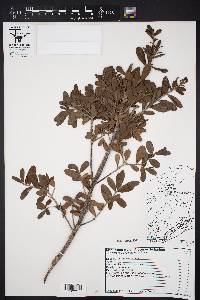 Diospyros texana image