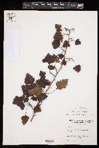 Crataegus marshallii image