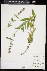 Stachys floridana image