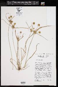 Cyperus croceus image