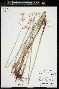 Cyperus articulatus image