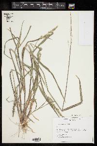 Echinochloa colona image