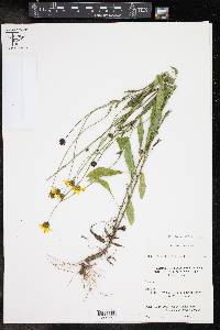 Coreopsis intermedia image