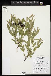 Ceanothus herbaceus image