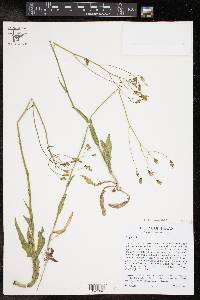 Crepis pulchra image