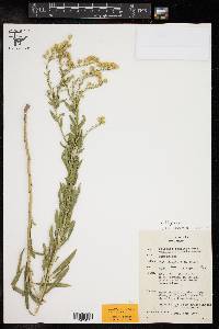 Solidago speciosa image