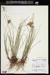 Cyperus reflexus image