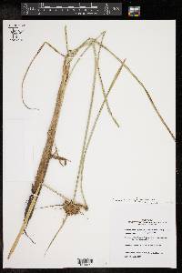 Cyperus conglobatus image