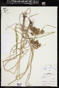 Cyperus conglobatus image