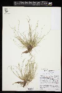 Isolepis carinata image