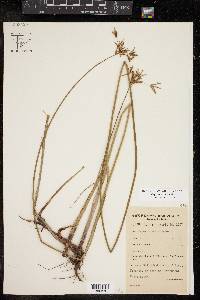 Cyperus articulatus image