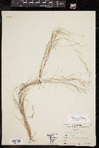 Aristida oligantha image