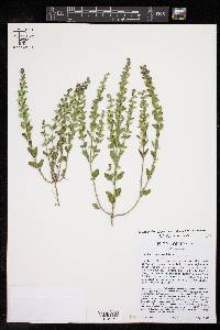 Scutellaria drummondii image