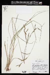 Paspalum plicatulum image