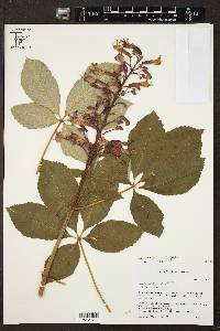 Aesculus pavia var. pavia image