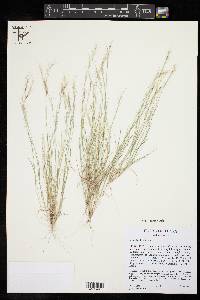 Aristida adscensionis image