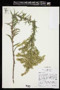 Solidago juliae image