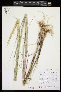 Spartina alterniflora image