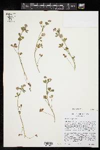 Trifolium resupinatum image