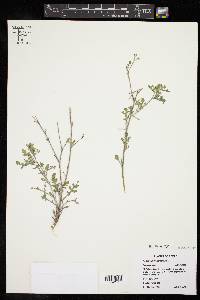 Parthenium hysterophorus image