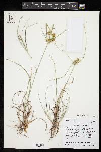 Cyperus retrorsus image