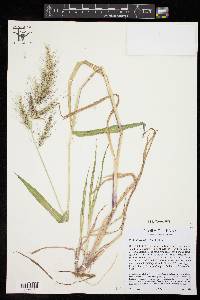 Echinochloa walteri image