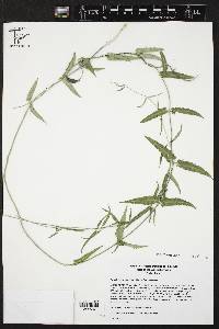 Funastrum crispum image