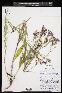 Vernonia texana image