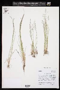 Agrostis elliottiana image