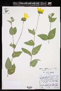 Silphium integrifolium image