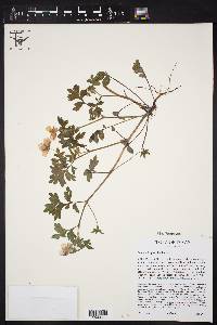 Nemophila phacelioides image