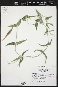 Funastrum crispum image