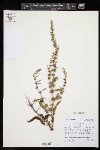 Rumex pulcher image