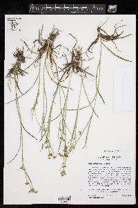 Rhynchospora harveyi image