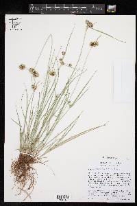 Cyperus acuminatus image