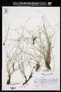 Carex planostachys image