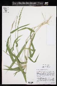 Urochloa texana image